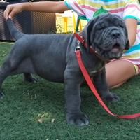 Cucciolo mastino napoletano