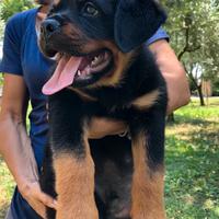 Cuccioli ROTTWEILER con PEDIGREE