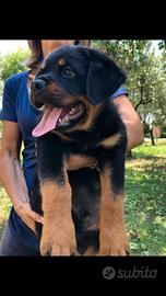 Cuccioli ROTTWEILER con PEDIGREE