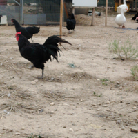 Galline australorp