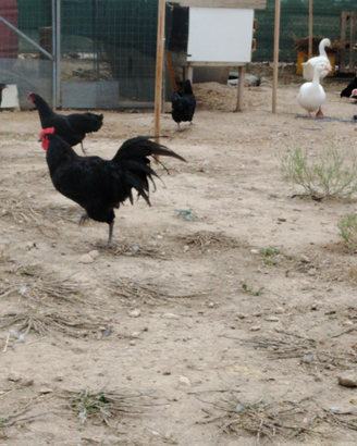 Galline australorp