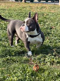 American bully exotic femmina