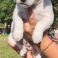 2 cucciole femmine di Jack Russell Terrier