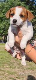 2 cucciole femmine di Jack Russell Terrier