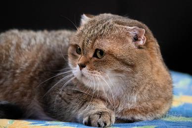 Scottish fold