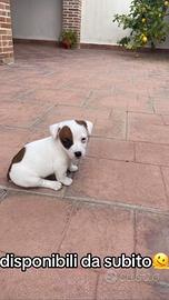 Jack Russell