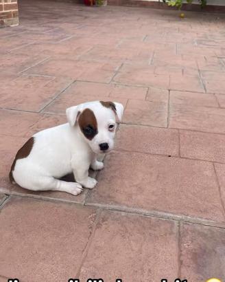 Jack Russell