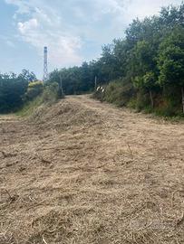 Terreno di 10000 Mq con Pozzo e 50 piante di ULIVO