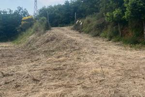 Terreno di 10000 Mq con Pozzo e 50 piante di ULIVO
