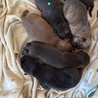 American Terrier UKC