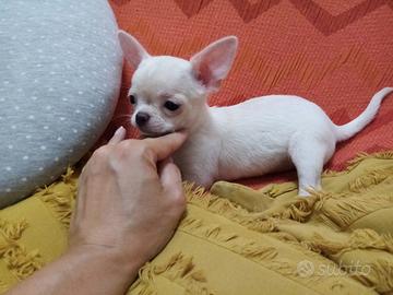 Meravigliosa cucciola Chihuahua