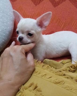 Meravigliosa cucciola Chihuahua