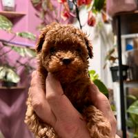 Barboncino maschio red da genitori red Toy