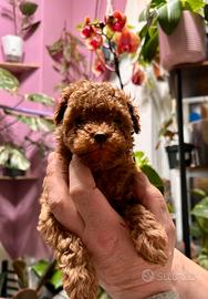 Barboncino maschio red da genitori red Toy