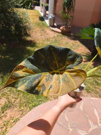 Cormo di Alocasia Regal Shield Aurea