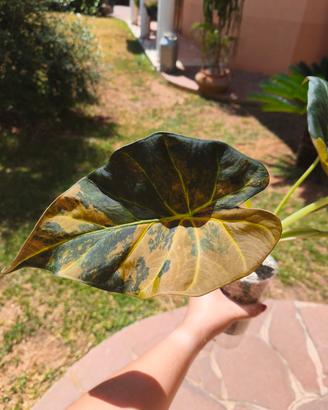 Cormo di Alocasia Regal Shield Aurea