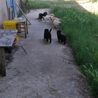 Cuccioli meticci