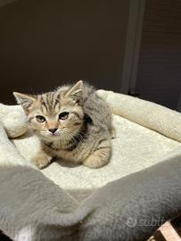 Cucciolo British shorthair tabby