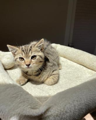 Cucciolo British shorthair tabby