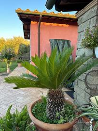 Cycas revoluta adulta – fusto 50 cm – altezza 105