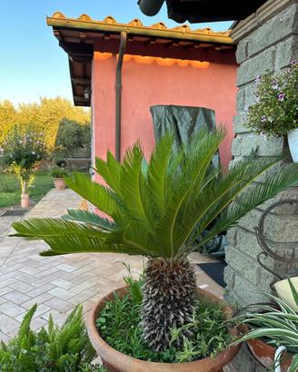 Cycas revoluta adulta – fusto 50 cm – altezza 105