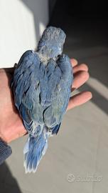 Parrocchetti dal collare sicilia