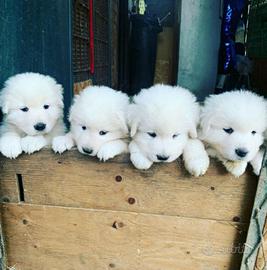 cuccioli pastore maremmano abruzzese 