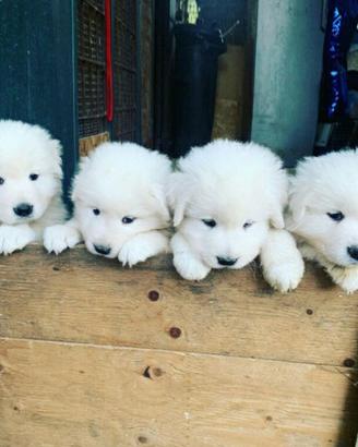 cuccioli pastore maremmano abruzzese 
