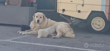 Cuccioli di grossa taglia