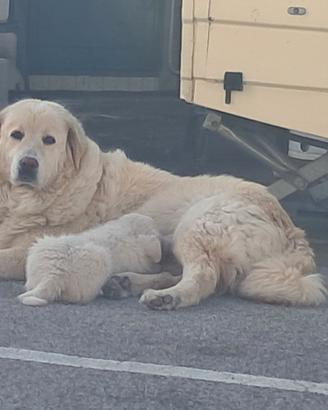 Cuccioli di grossa taglia