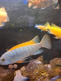 Labeotropheus thumbi west bb