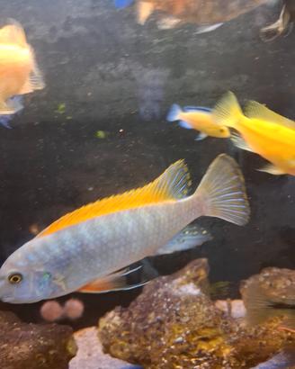 Labeotropheus thumbi west bb