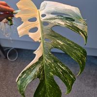 Monstera Deliciosa Variegata 