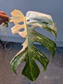 Monstera Deliciosa Variegata 