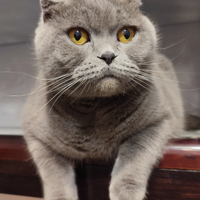 Gatta Scottish Fold per accoppiamento