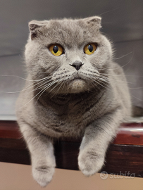 Gatta Scottish Fold per accoppiamento