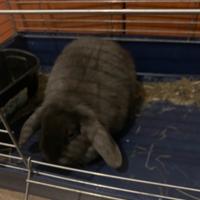 Coniglio nano ariete