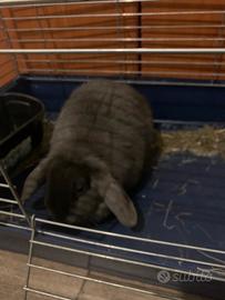 Coniglio nano ariete