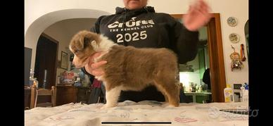 Cuccioli di pastore australiano