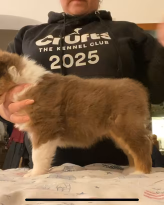 Cuccioli di pastore australiano