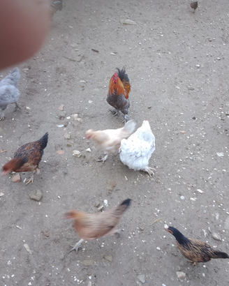 Galline ornamentali