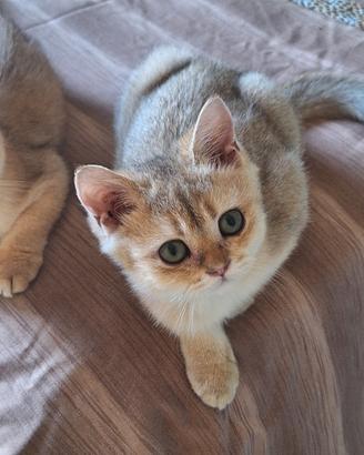 Scottish straight con pedigree Benevento
