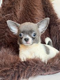 Chihuahua femmina taglia piccolina