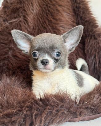 Chihuahua femmina taglia piccolina