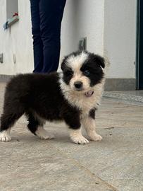 Cucciole di border collie