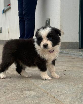 Cucciole di border collie