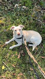 Cucciolona taglia piccola bianca