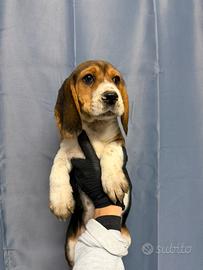 Due maschietti di Beagle