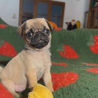 Carlino- cucciolo Allevamento ENCI-FCI