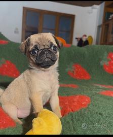 Carlino- cucciolo Allevamento ENCI-FCI